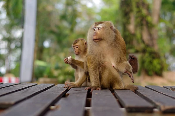 Joven familia macaca mono sentado en suelo de madera jugando con algo en las manos . — Foto de Stock