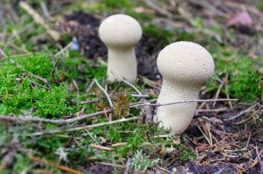 Lycoperdon marginatum mantar orman toprağa büyüyen. peeling kurtmantarı bilinen