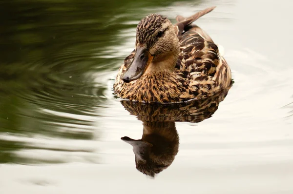 Pato marrón nadar en el estanque. Sigue flotando la acción. Agua con sombra oscura y reflejo . —  Fotos de Stock