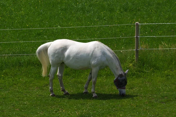 White horse standing on the pasture and green medow — Stock Photo, Image