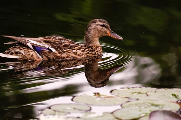 Pato marrón nadar en el estanque. Sigue flotando la acción. Agua con sombra oscura y reflejo . — Foto de Stock