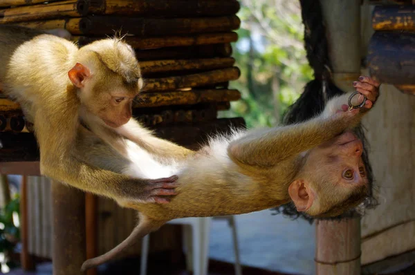 Monos macaca jóvenes pagando y escalando juntos . — Foto de Stock