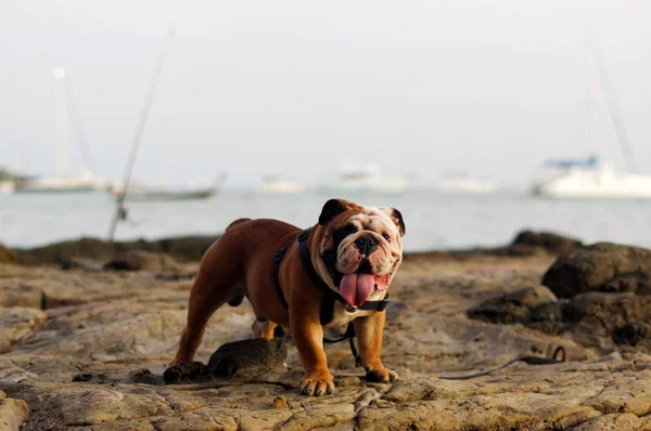 İngiliz Bulldog, sahilde bazı kayalar ayakta