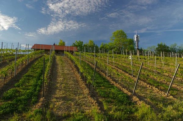 Mooie oude wijn huis omgeven met heuvels van de wijngaard. Druiven velden in de buurt van Würzburg, Duitsland — Stockfoto