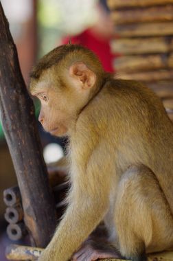 elinde bir şey ile oynarken taş üzerinde oturan genç macaca maymun.