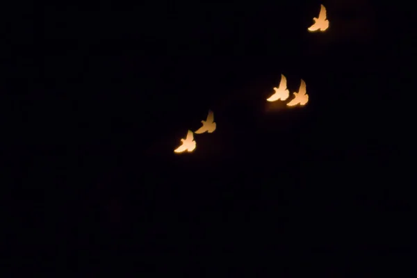 Барвисті Блискучі Літаючі Птахи Силует Боке Темному Фоні — стокове фото