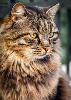 Yakından bir kedi yakaladım..