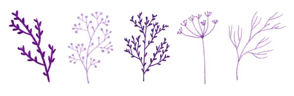 Σύνολο από μωβ ζωγραφισμένα κλαδιά λουλουδιών σε λευκό φόντο. Δημιουργικός σχεδιασμός για ταπετσαρία, ύφασμα, φόντο. — Φωτογραφία Αρχείου
