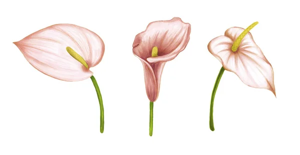 Conjunto de dibujo a mano suaves flores de color rosa-beige anthurium sobre fondo blanco. Elemento exótico decorativo para tarjetas de invitación, textil, impresión y diseño . — Foto de Stock