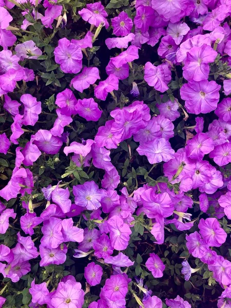 植物的皮穆拉抽象背景。 紫色报春花，绿叶。 面料设计，明信片，背投，网站. — 图库照片
