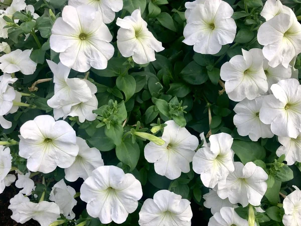 Pimula floral fondo abstracto. Primas blancas con hojas verdes. Para diseño de telas, postales, telones de fondo, sitios web . —  Fotos de Stock