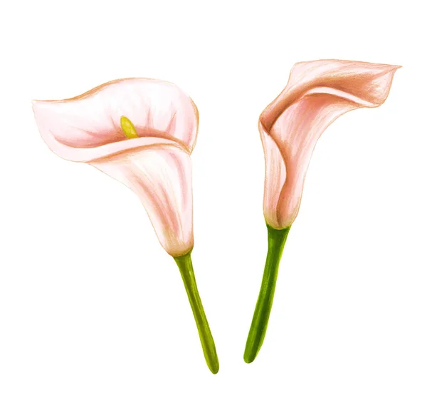 Conjunto de dibujo a mano suaves flores de color rosa-beige hibisco, anthurium, zantedeschia y alstroemeria sobre fondo blanco. Elemento exótico decorativo para tarjetas de invitación, textil, impresión y diseño . — Foto de Stock