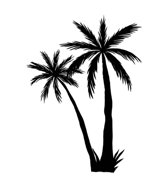 Palmeiras vetoras isoladas sobre fundo branco. ilustração desenhada à mão de árvores tropicais de verão . — Vetor de Stock