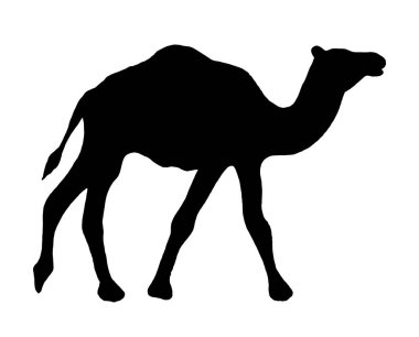 Deve basit grafik simgesi. Beyaz arka planda siyah Arap işareti var. Çölün deve sembolü. Vektör illüstrasyonu.