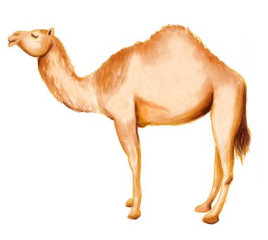 Hand drawing arabic dromedary camel. Raster illustration on white isolated background.