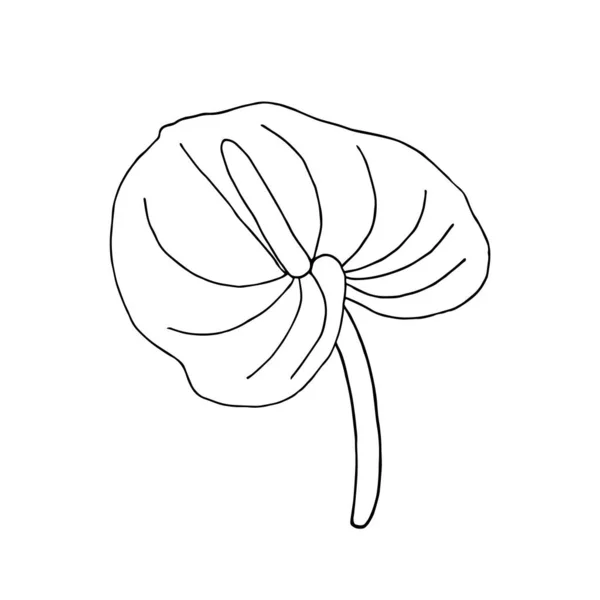 Hand drawn jungle flower anthurium on a white background. Decorative vector exotic tropical element for invitations cards, textile, print and design. Stock Vector