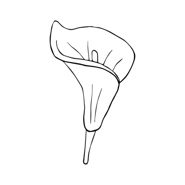 Doodle flower. Hand drawn jungle flower anthurium on a white background. Decorative vector exotic tropical element for invitations cards, textile, print and design. Royalty Free Stock Illustrations