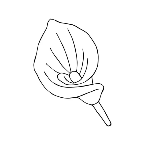 Doodle flower. Hand drawn jungle flower anthurium on a white background. Decorative vector exotic tropical element for invitations cards, textile, print and design. Vector Graphics