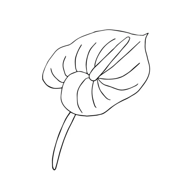 Doodle flower. Hand drawn jungle flower anthurium on a white background. Decorative vector exotic tropical element for invitations cards, textile, print and design. Royalty Free Stock Illustrations