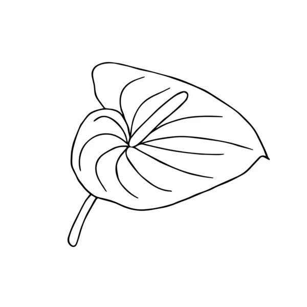 Doodle flower. Hand drawn jungle flower anthurium on a white background. Decorative vector exotic tropical element for invitations cards, textile, print and design. Stock Vector