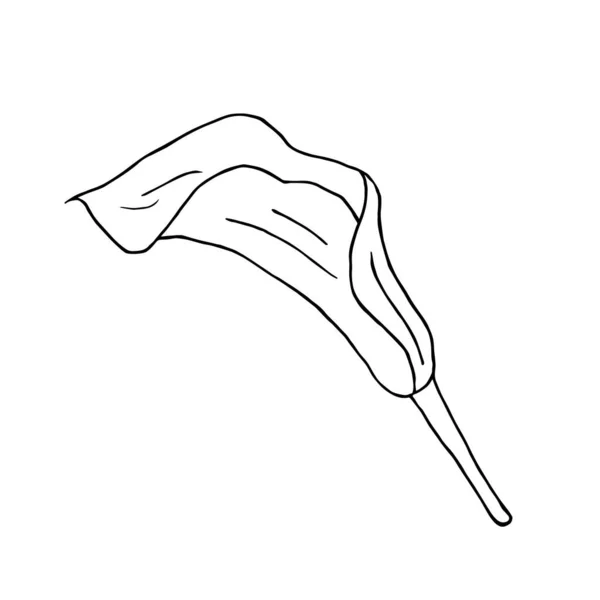 Doodle flower. Hand drawn jungle flower anthurium on a white background. Decorative vector exotic tropical element for invitations cards, textile, print and design. Vector Graphics