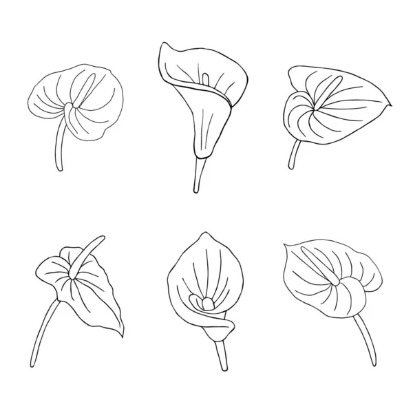 Set di fiori di scarabocchio. Giungla disegnata a mano fiore anthurium su uno sfondo bianco. Elemento tropicale esotico vettore decorativo per biglietti d'invito, tessile, stampa e design . — Vettoriale Stock