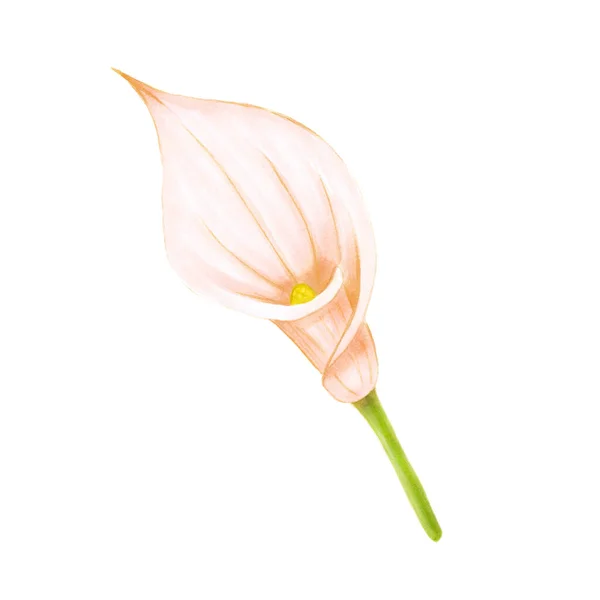 Handzeichnung weiche rosa-beige Calla Lilie auf weißem Hintergrund. Dekoratives exotisches Element für Einladungskarten, Textilien, Druck und Design. — Stockfoto