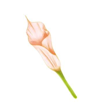 Beyaz arka planda yumuşak pembe-bej bir zantedeschia çiziyor. Davetiyeler, tekstil, baskı ve tasarım için dekoratif egzotik öge.