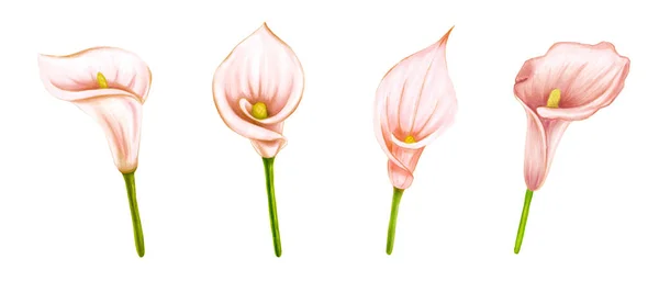 Conjunto de mano de dibujo suave rosa-beige lirio cala sobre fondo blanco. Elemento exótico decorativo para tarjetas de invitación, textil, impresión y diseño . — Foto de Stock