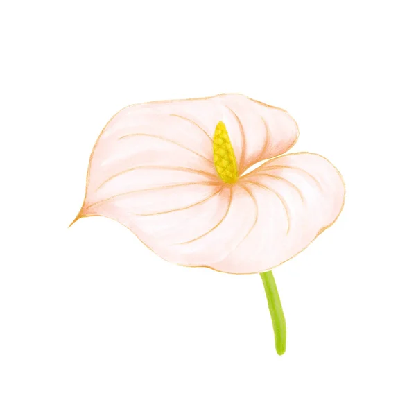 Ręcznie rysowane miękkie różowo-beżowe anthurium na białym tle. Element egzotyczny dekoracyjny do kart zaproszeń, tekstyliów, nadruków i wzorów. — Zdjęcie stockowe