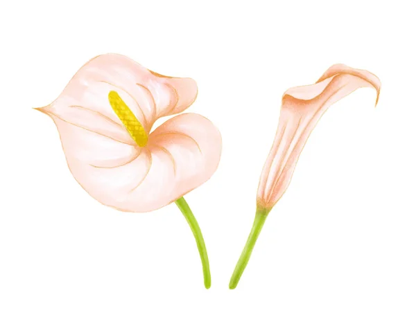 Conjunto de dibujo a mano suaves flores de color rosa-beige anthurium y zantedeschia sobre fondo blanco. Elemento exótico decorativo para tarjetas de invitación, textil, impresión y diseño . — Foto de Stock