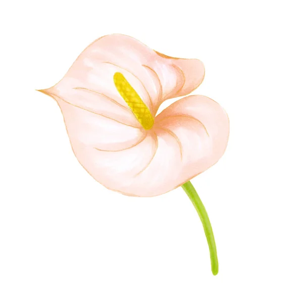 Dibujo a mano suave anthurium rosa-beige sobre fondo blanco. Elemento exótico decorativo para tarjetas de invitación, textil, impresión y diseño . — Foto de Stock