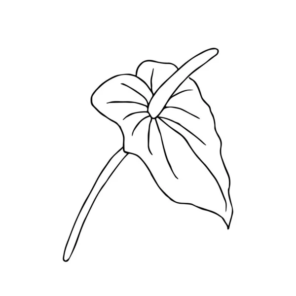 Doodle flower. Hand drawn jungle flower anthurium on a white background. Decorative vector exotic tropical element for invitations cards, textile, print and design. Vector Graphics