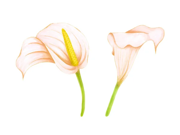 Conjunto de dibujo a mano suaves flores de color rosa-beige anthurium y zantedeschia sobre fondo blanco. Elemento exótico decorativo para tarjetas de invitación, textil, impresión y diseño . — Foto de Stock