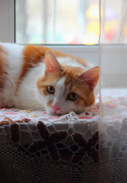 Um gato doméstico deitado preguiçosamente no peitoril da janela . — Fotografia de Stock