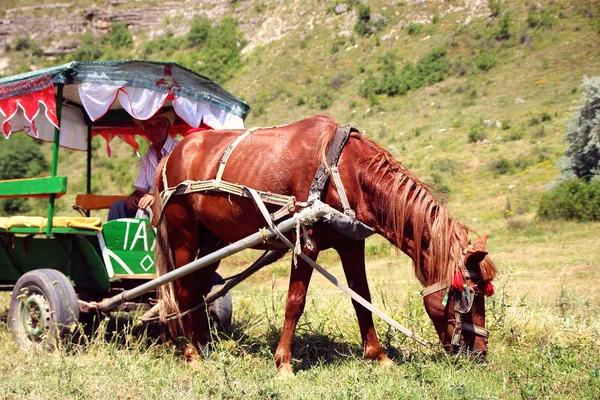 Лошадь прикована к палатке с кучером, пасущимся на лужайке. . — стоковое фото