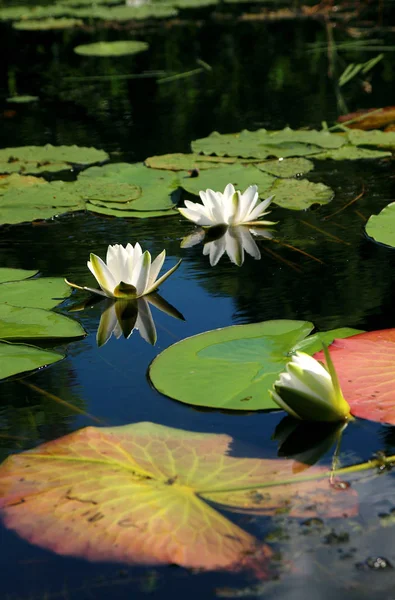 Opened water lilies lying on the surface of water.