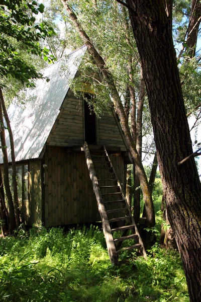 숲의 불모지에서 외로운 집 서. — 스톡 사진