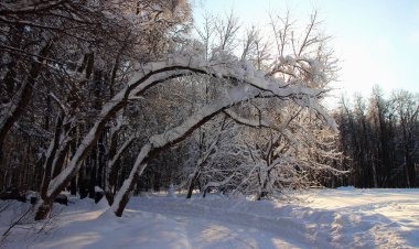 Güzel bir kış orman manzarası.