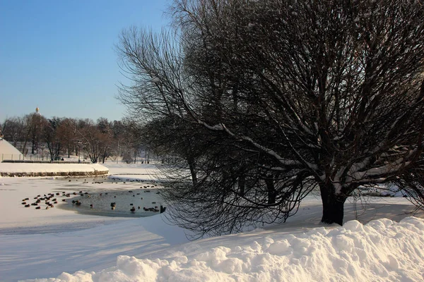 Prachtig Uitzicht Het Park Van Winter Met Een Bevroren Vijver — Stockfoto
