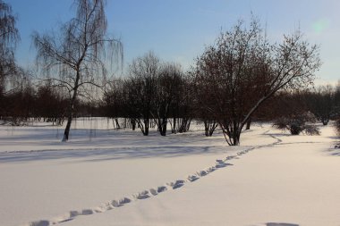 Karizleri ile ormanda karlı glade