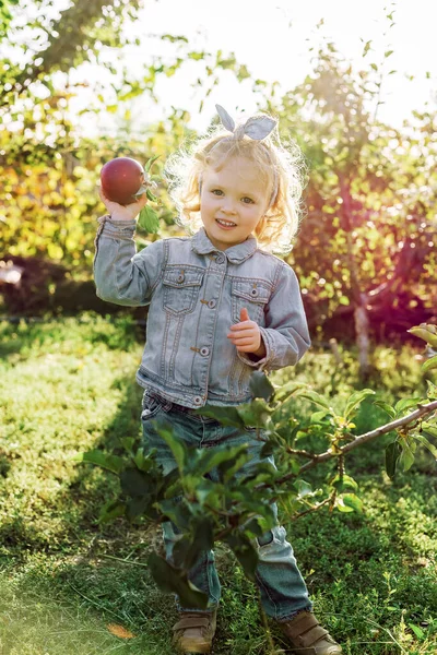 Cute little girl dziecko zbieranie dojrzałe organiczne czerwone jabłka w Apple Orchard jesienią. Zdrowe odżywianie. Koncepcja zbiorów, zbieranie jabłek. — Zdjęcie stockowe