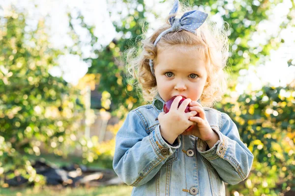 Sonbaharda Apple Meyve Bahçesi 'nde olgun organik kırmızı elma yiyen tatlı küçük kız çocuğu. Tarlada kot pantolon giymiş kıvırcık saçlı Avrupalı kız çocuğu. Hasat konsepti, elma toplama, hasat. — Stok fotoğraf