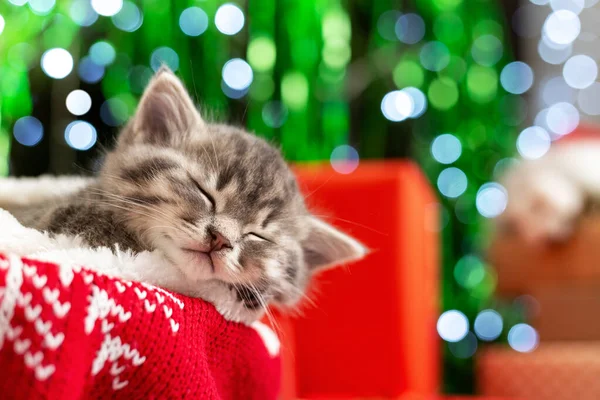 Spící vánoční koťátko. Krásné malé uspávající koťátko, koťátko, kočka na červených pletených kostkách pod vánočními stromky, dárky doma. Útulný prázdninový dům. Šťastný Nový rok zvíře, domácí mazlíček, kočka. — Stock fotografie
