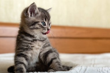 Evde beyaz ekose üzerinde oturan sevimli tekir kedicik. Yeni doğmuş kedi yavrusu, yavru kedi, yavru hayvan ve kedi konsepti. Evcil hayvan. Ev hayvanı. Sıcak ev kedisi, kedicik. Boşluğu kopyala.