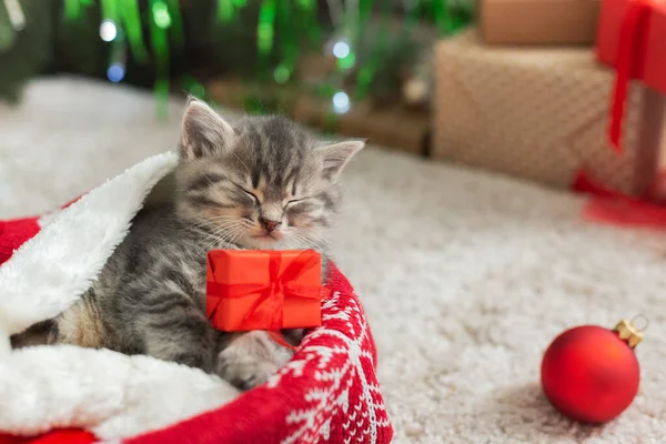 Weihnachtskatze mit Geschenkbox schlafend auf Plaid unter dem Weihnachtsbaum. entzückendes kleines gestromtes Kätzchen, Kätzchen, Katze. Gemütliches Weihnachtsferienhaus. Tier, Haustier, Katze. Nahaufnahme, Leerraum kopieren. Weihnachtsgeschenke — Stockfoto