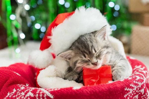 Noel Baba şapkası takan Noel kedisi elinde hediye kutusuyla Noel ağacının altında uyuyor. Noel hediyeleri konsepti. Rahat bir ev. Hayvan, hayvan, kedi. Kapatın, kopyalayın. Noel hediyeleri.