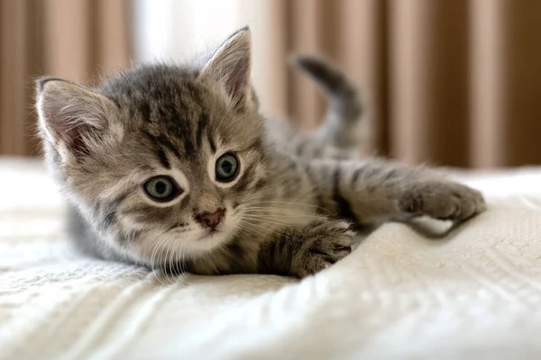 Schattig tabby kitten ligt op witte ruit thuis. Pasgeboren kitten, Baby kat, Kid dier en kat concept. Huisdier. Thuis huisdier. Gezellige huiskat, poesje. Sluiten.. — Stockfoto