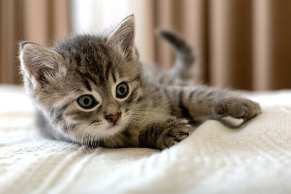 Cute tabby kitten lies on white plaid at home. Newborn kitten, Baby cat, Kid animal and cat concept. Domestic animal. Home pet. Cozy home cat, kitten. Close up.