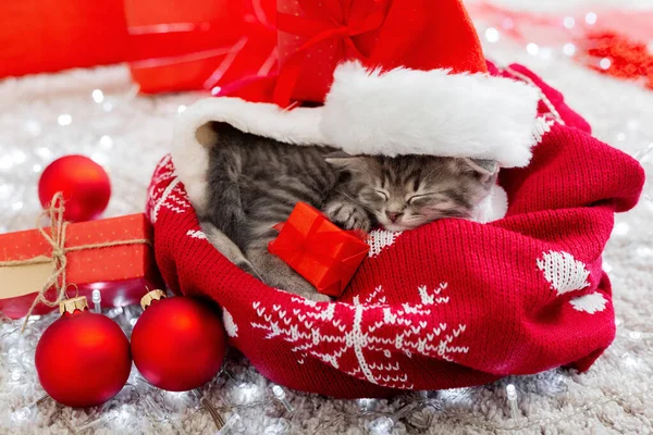 Christmas presents concept. Christmas cat wearing Santa Claus hat holding gift box sleeping on plaid under christmas tree. Adorable little tabby kitten, kitty, cat. Cozy home.Close up,copy space. chri